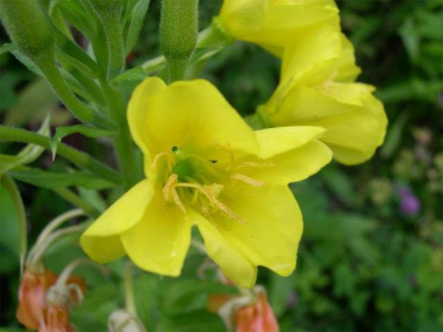 گل مغربی Oenothera erythrosepala 7